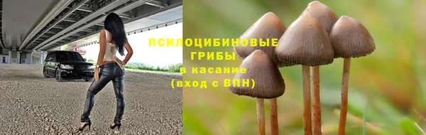 шишки Абаза
